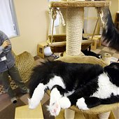 «Cat cafe» — как японцы совмещают кофе и кошек (ФОТО)