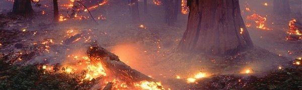 В Приморье ликвидирован первый весенний лесной пожар