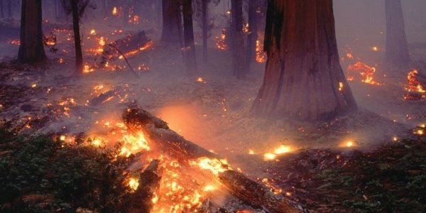 В Приморье ликвидирован первый весенний лесной пожар