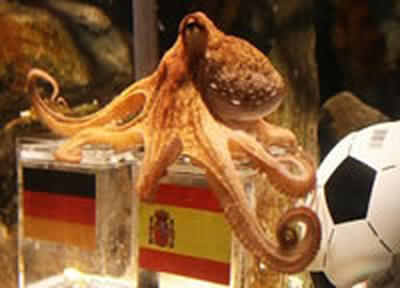 Испанцы предложили политубежище осьминогу-предсказателю