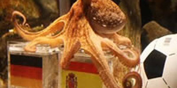 Испанцы предложили политубежище осьминогу-предсказателю