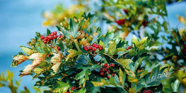 Бабье лето придёт в Приморье во второй половине сентября