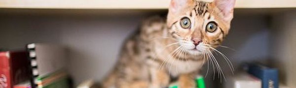 Что хотят сказать нам кошки?