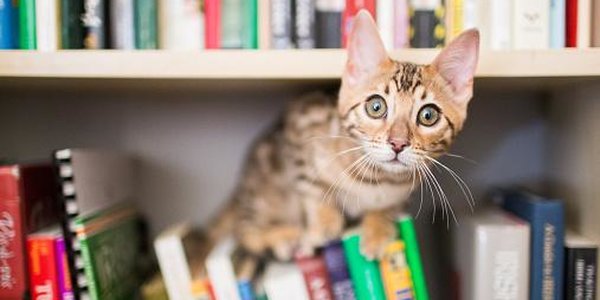 Что хотят сказать нам кошки?