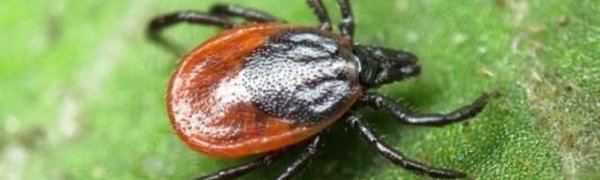Осторожно, клещи! В Приморье уже зарегистрировали 271 обращение