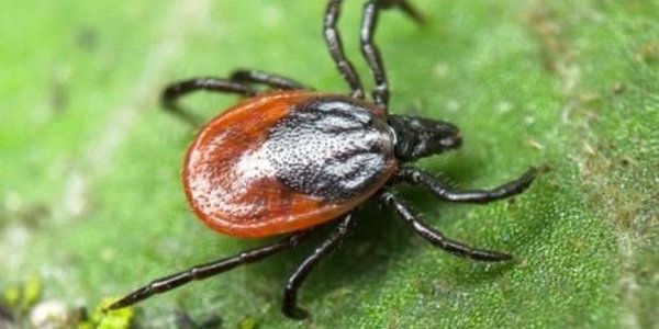 Осторожно, клещи! В Приморье уже зарегистрировали 271 обращение