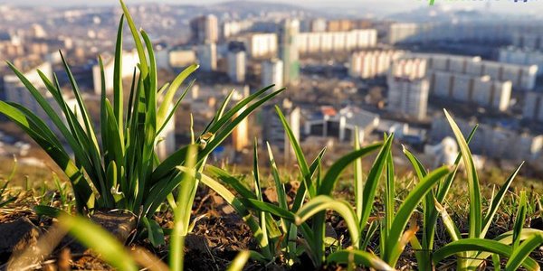 Чем дышал Владивосток с 11 по 20 апреля?