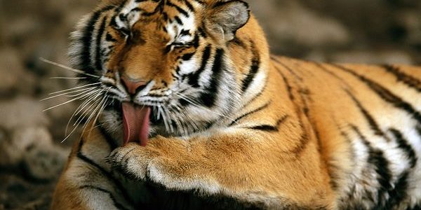 Китай официально признал факт внутренней торговли тигриными шкурами