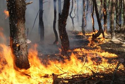 Из-за тёплой погоды в Приморье возрасла опасность лесных пожаров