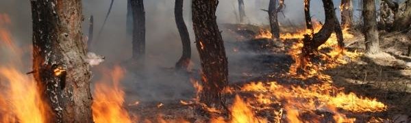 Из-за тёплой погоды в Приморье возрасла опасность лесных пожаров