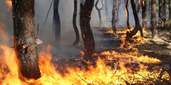 Из-за тёплой погоды в Приморье возрасла опасность лесных пожаров