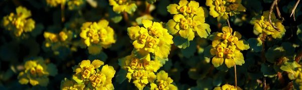 В течение недели воздух в Приморье будет прогреваться до +26 °C