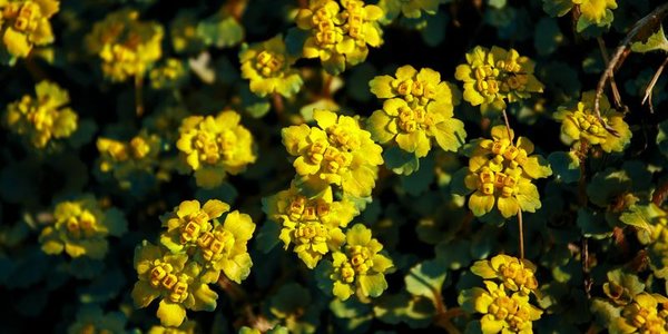 В течение недели воздух в Приморье будет прогреваться до +26 °C