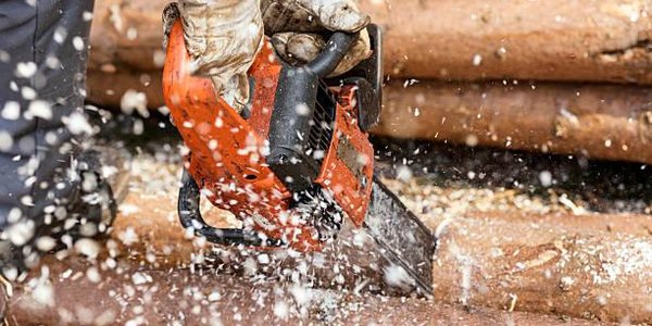 Во Владивостоке с начала лета повреждено и незаконно вырублено 83 дерева