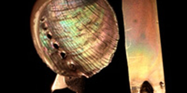 Впервые создан искусственный перламутр