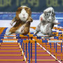 Олимпийский календарь морских свинок