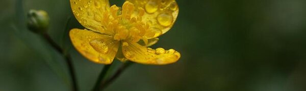 Небольшие дожди продолжатся местами в Приморье во вторник