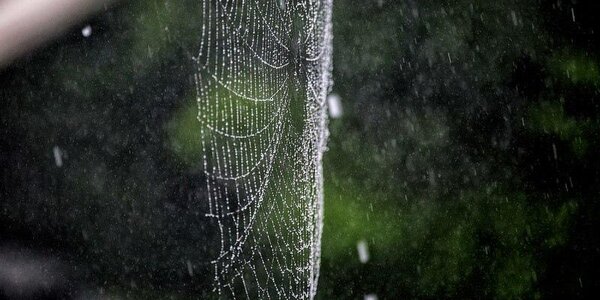 Дожди разной интенсивности будут идти во многих районах Приморья на этой неделе