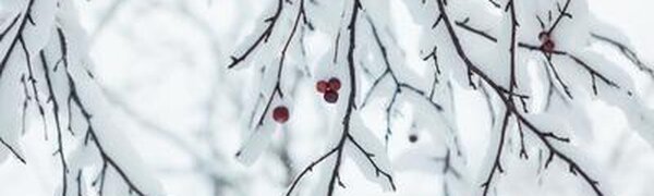 До одного метра снега выпало в Ольгинском районе