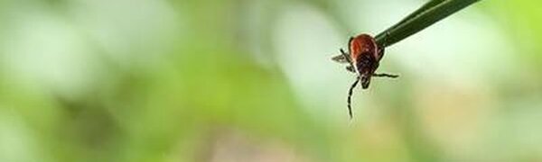 В Приморье началась активность клещей