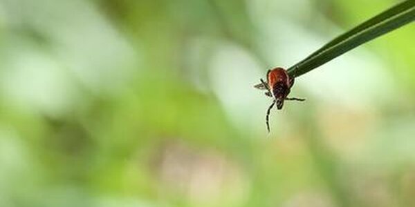 В Приморье началась активность клещей