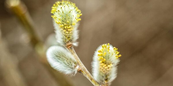 Весна постепенно возвращается в Приморье