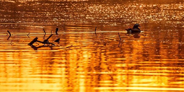 До 3 м составляет общий весенний подъем воды на реках Приморья