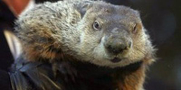 Сурку Филу предъявили обвинение за неправильный прогноз