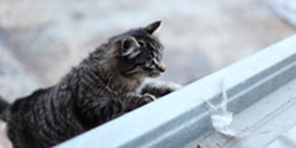 Весеннее настроение: Мартовские коты!