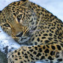 WWF: «Газпром» угрожает дальневосточному леопарду