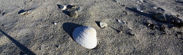 Шесть пляжей Приморья официально разрешены для купания