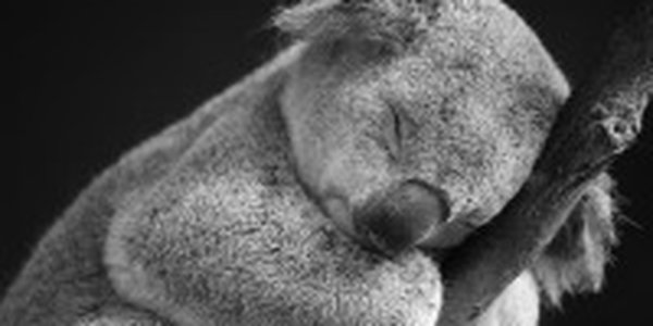 Коал включили в список исчезающих животных в Австралии