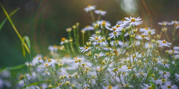 Тёплое бабье лето уходит из Приморья