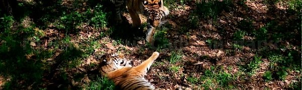 Тигру Амуру устроили первое свидание с невестой