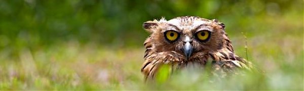 В Приморье спасли краснокнижного филина