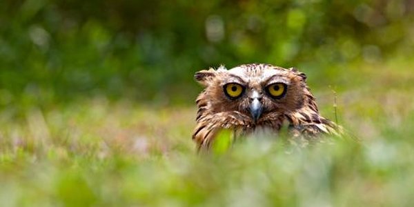 В Приморье спасли краснокнижного филина