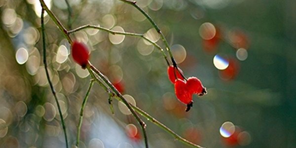 Минувший февраль стал самым теплым на Земле за всю историю наблюдений