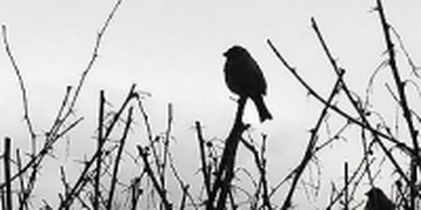 Циклоны атакуют крайний север