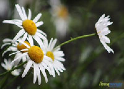 Циклон и антициклон влияют на погоду Приморья