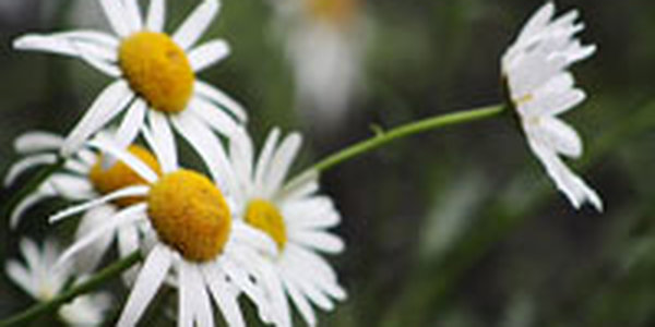 Циклон и антициклон влияют на погоду Приморья