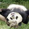 Поднимаем настроение: Панды