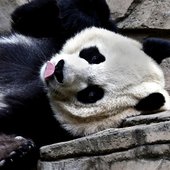 Поднимаем настроение: Панды