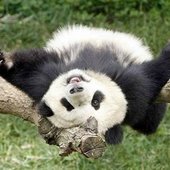 Поднимаем настроение: Панды