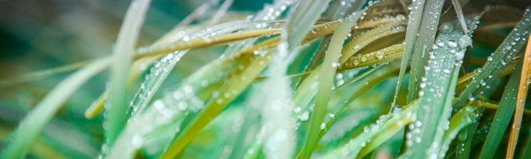 Вторая декада июня в Приморье выдалась дождливой