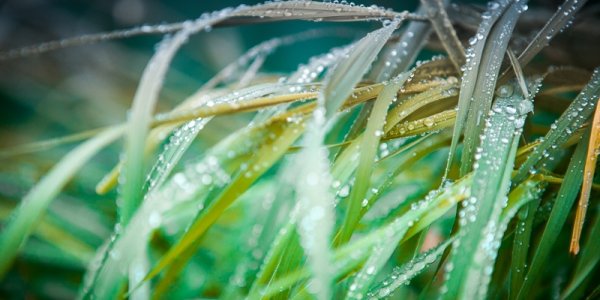 Вторая декада июня в Приморье выдалась дождливой