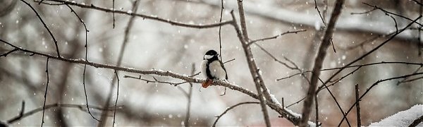 Снег в Приморье прекратится лишь в ночь на 22 января