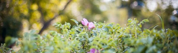 Cреднесуточная температура выше нормы зафиксирована в Приморье 19 августа