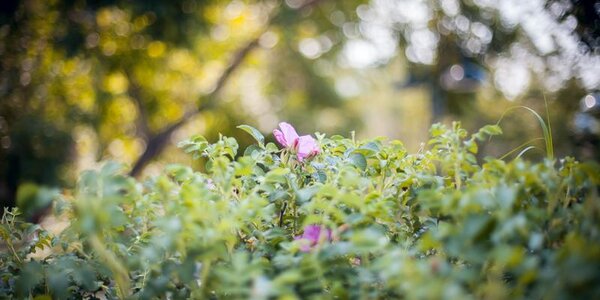 Cреднесуточная температура выше нормы зафиксирована в Приморье 19 августа