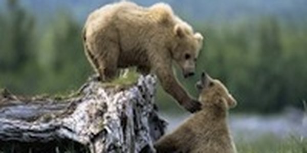 Медвежата из калининградского зоопарка будут выпущены на волю