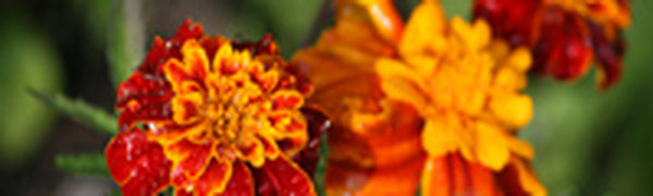 Предварительный прогноз: июнь в этом году будет обычным для Приморья